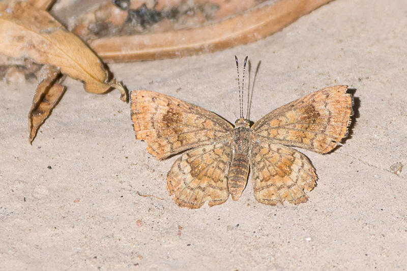 fatal metalmark